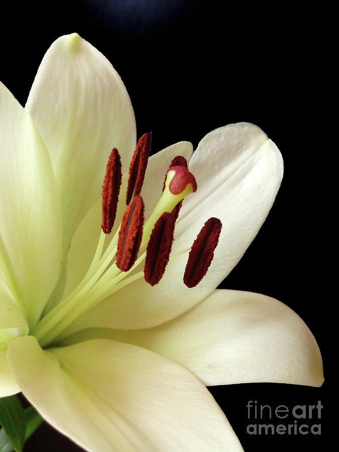 White Lily Close Up Photograph by Jasna Dragun