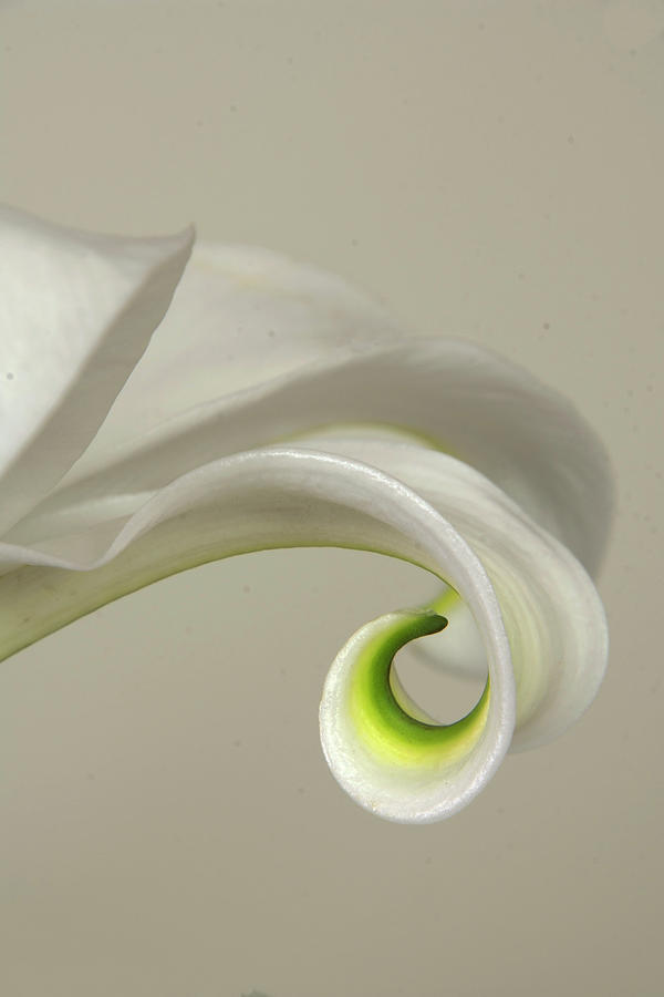 White Lily Curl Photograph by Ann Bridges