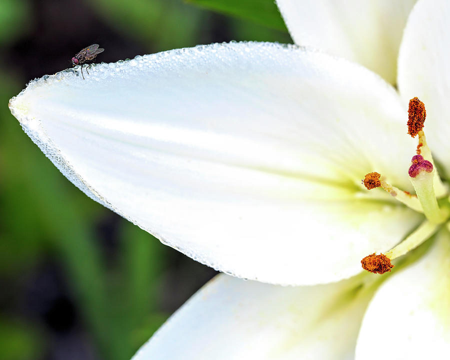 White Lily Photograph by Deborah Penland