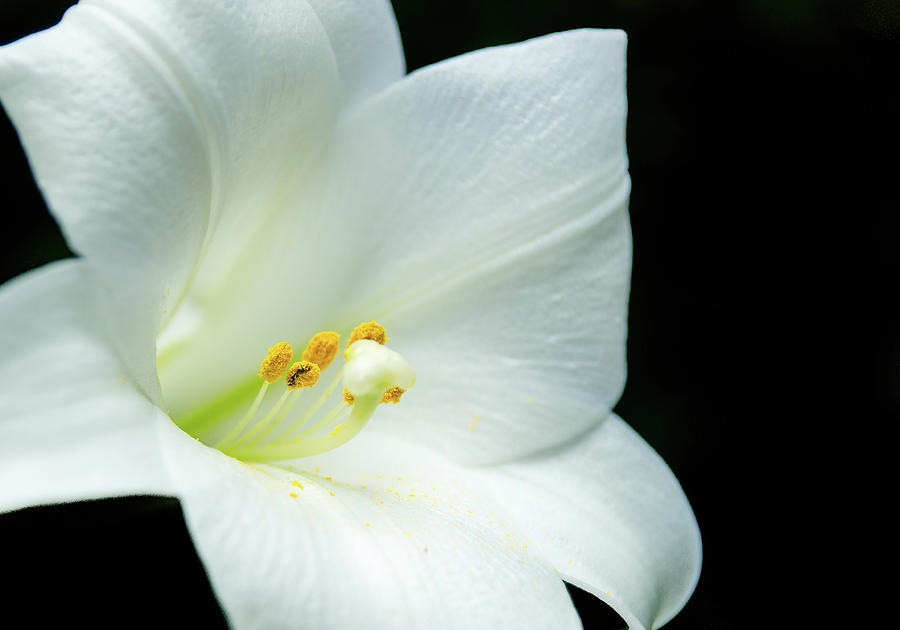 White lily flower, yellow pollen, dark background Photograph by Jean-Luc Farges