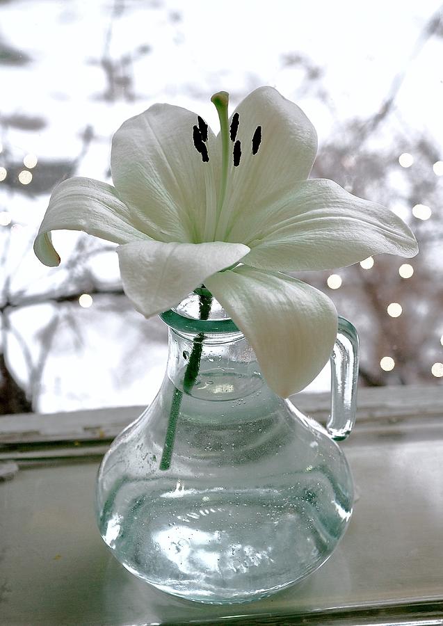 White Lily for Lil Photograph by Alida M Haslett