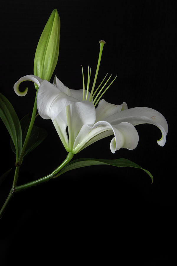 White Lily In Black Photograph