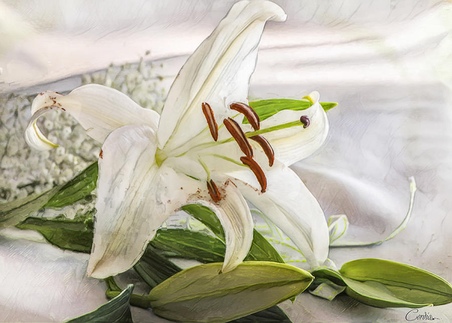 White Lily in Digital Oils Digital Art by Cordia Murphy