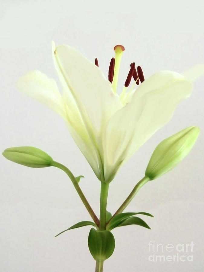  White Lily Photograph by Jasna Dragun