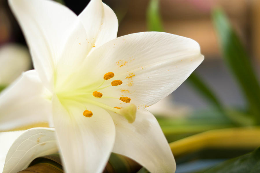 White lily Photograph by Jennifer van der Kamp - Sauer