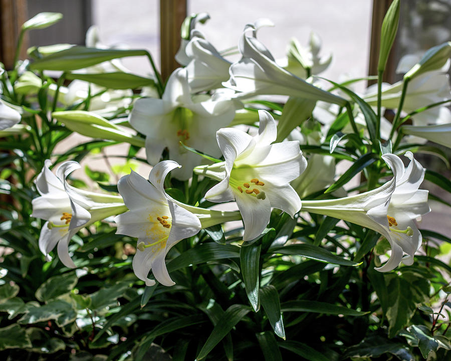 White Lily Photograph by John A Megaw