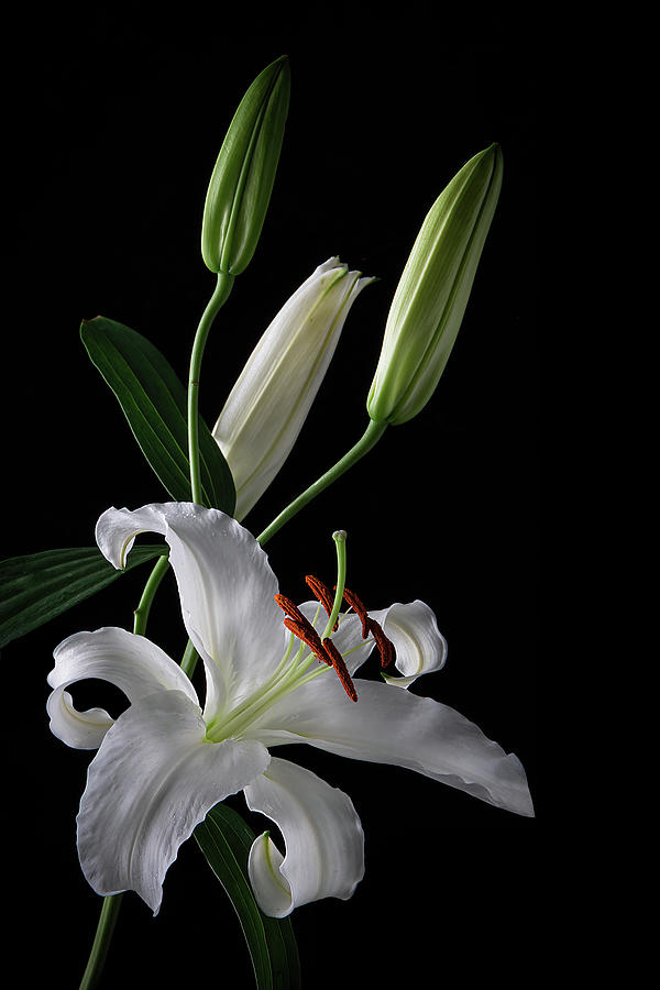 Purity - White Lily Art Photo Photograph