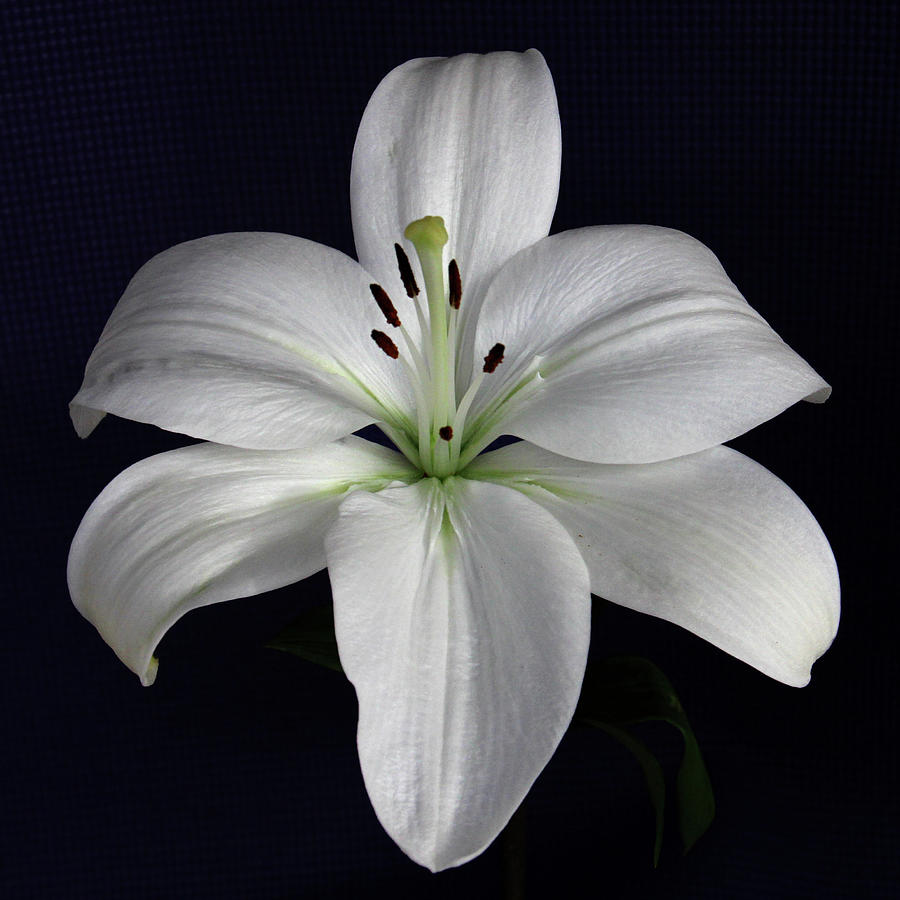 White Lily Photograph by Decoris Art