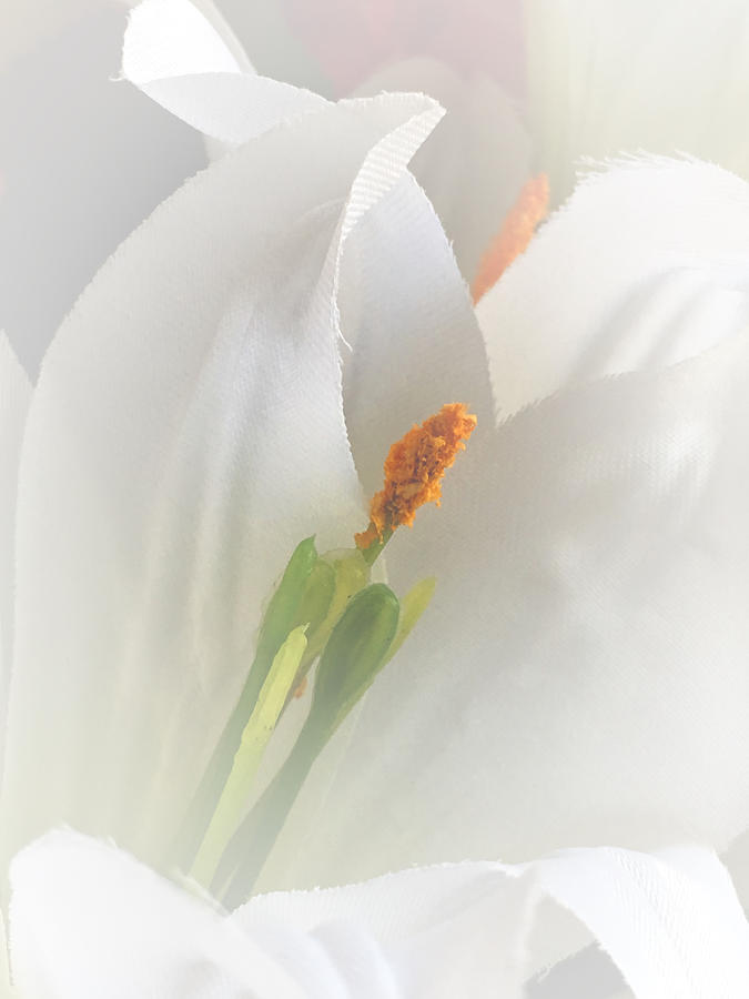 White Lily Photograph by Lisa Pearlman