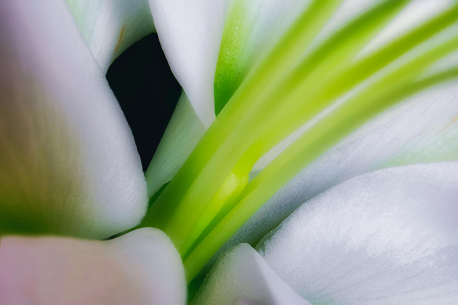 White Lily Macro #2 Photograph by Stuart Litoff