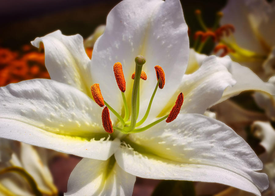 White Lily Macro Photograph by Mike Mcquade