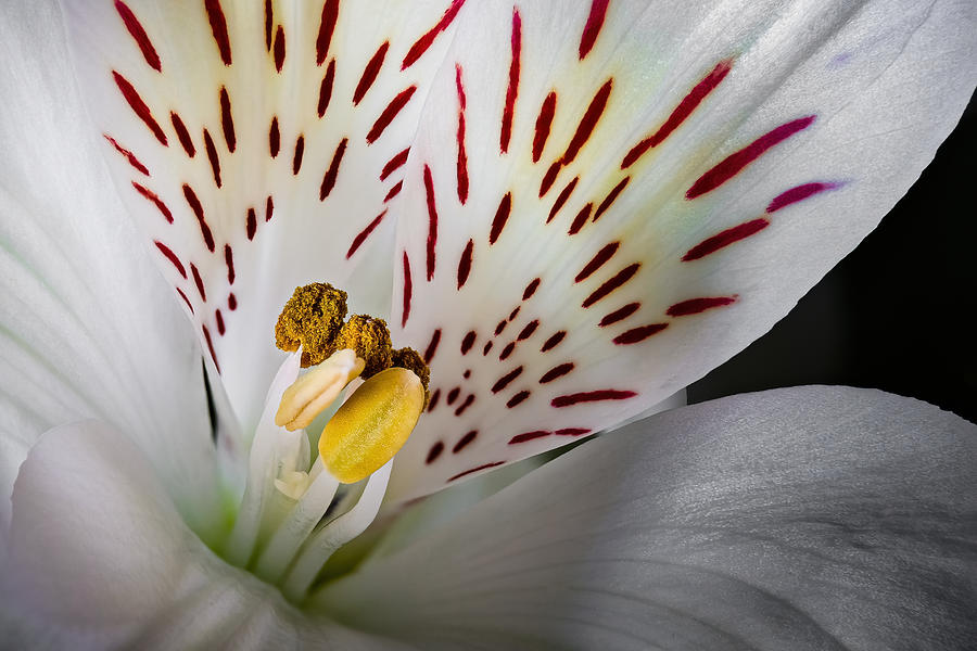 White Lily Macro Photograph by Stuart Litoff