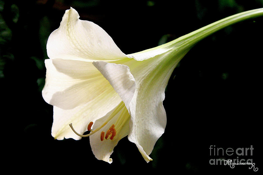 White Lily Photograph by Mariarosa Rockefeller