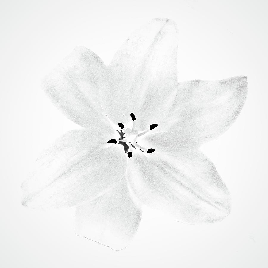 White Lily Monochrome Photograph by Alida M Haslett