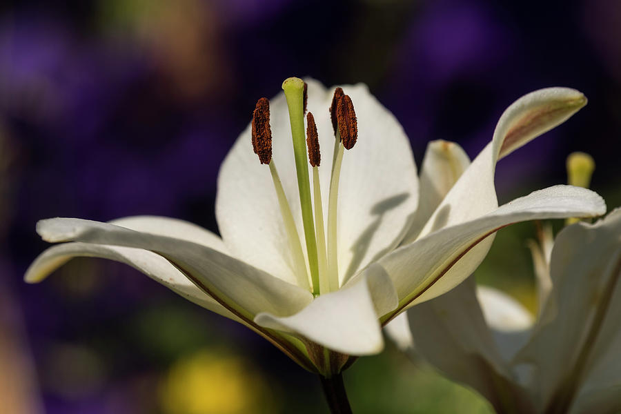 White Lily Petals Photograph by Robert Potts