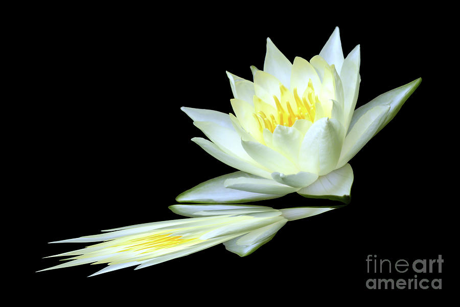 White Lily Reflection Photograph by Tina Uihlein