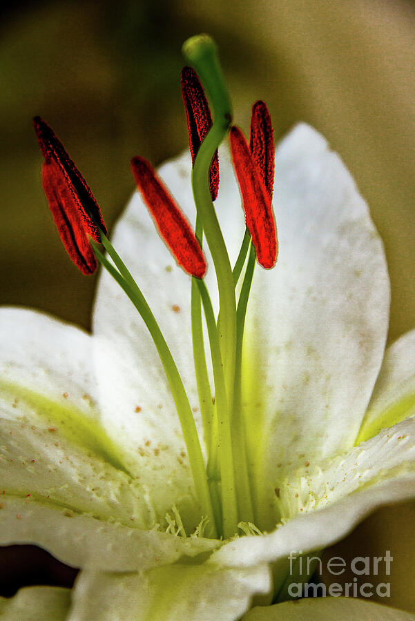 Lily Photograph - White Lily Super Macro by Robert Bales