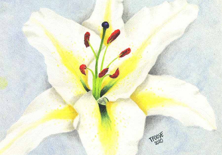 White Lily Painting