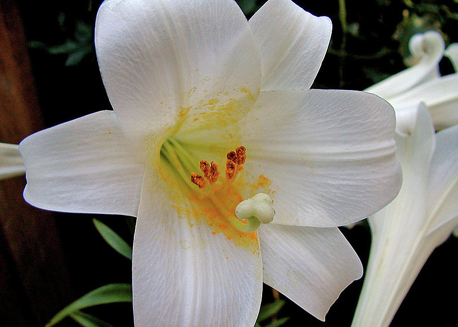 White Lily Photograph by Thomas Whitehurst