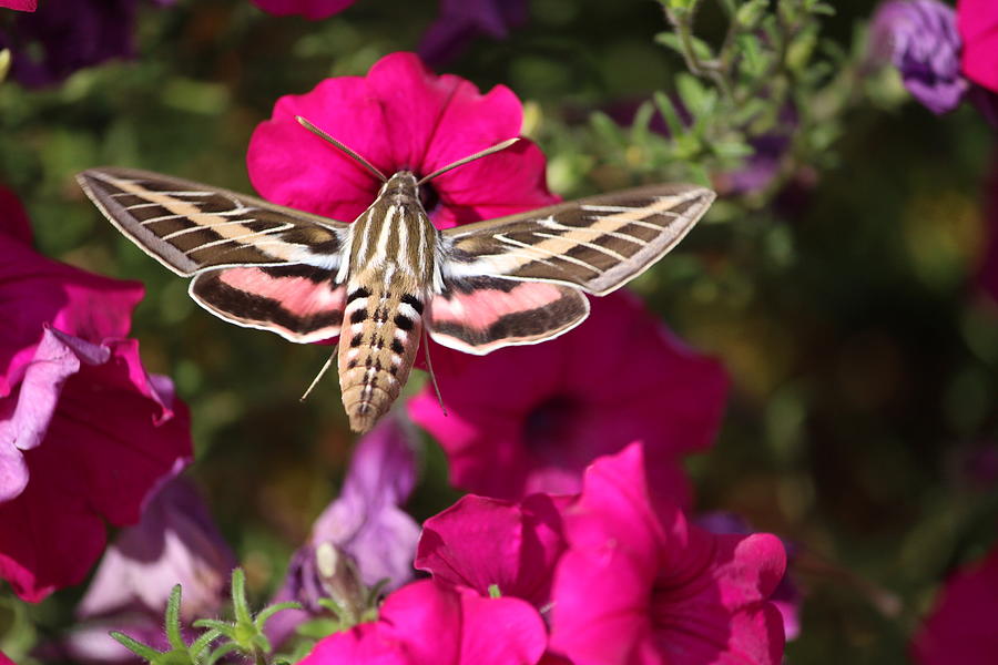 White-lined Sphinx Moth Photograph - White-lined Sphinx Moth by Callen Harty White-lined Sphinx Moth Photograph - White-lined Sphinx Moth by Callen Harty