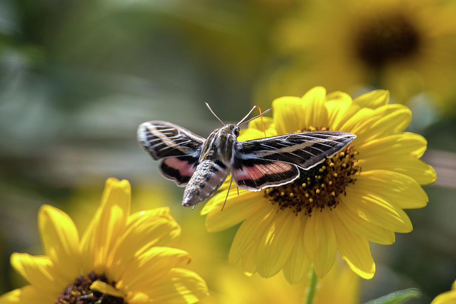 White-Lined Sphinx Moth Wings Spread Photograph by Debra Martz - Fine ...