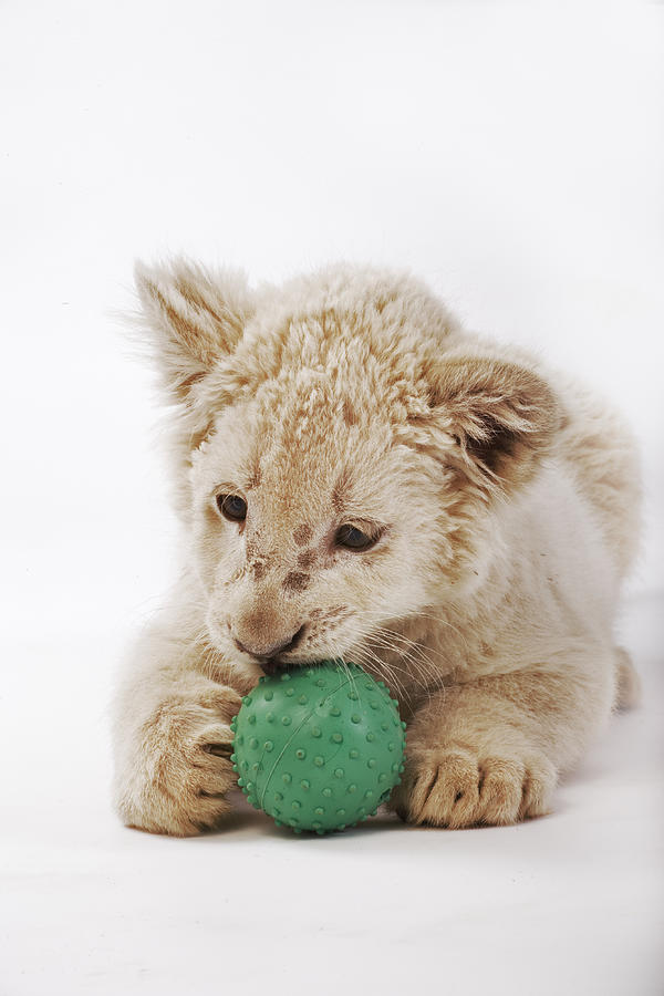 White lion cub (Panthera leo krugeri) playing with ball Photograph by Martin Harvey