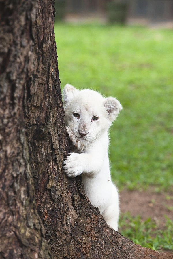 White lion cub (Panthera leo) Photograph by Thomas Kokta