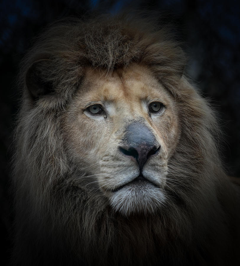 White lion Photograph by Kristof Declerck - Fine Art America