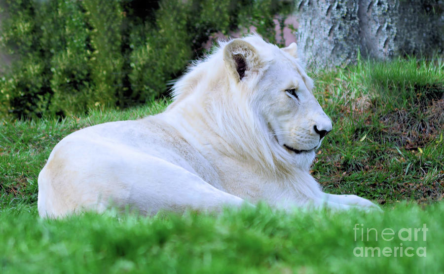 White Lion  male Photograph by Elaine Manley
