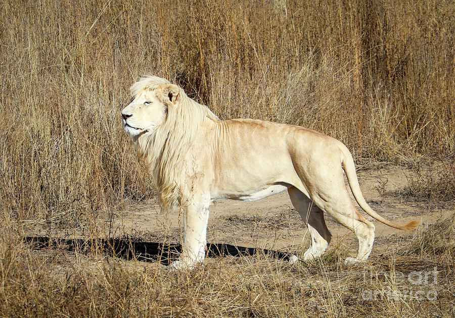 White Lion Photograph by Shirley Dutchkowski