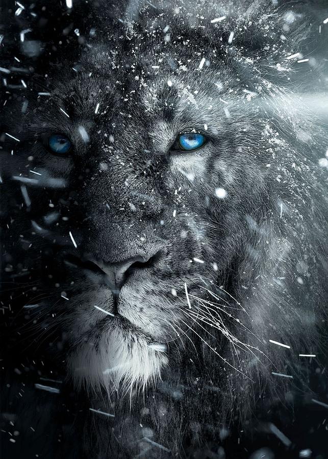 White Lion Snow Blue Eyes Digital Art by Decor Studio