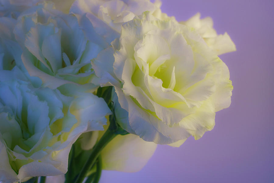 White Lisianthus in Spring 2 Photograph by Lindsay Thomson