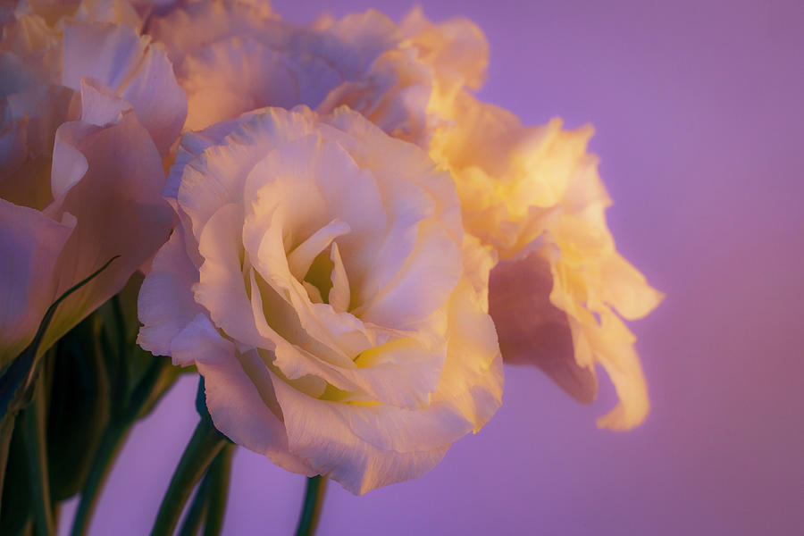 White Lisianthus in Spring Photograph by Lindsay Thomson