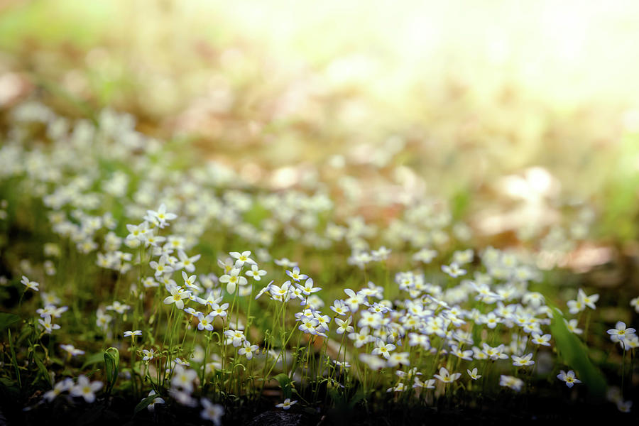 White little flowers Photograph by Lilia D