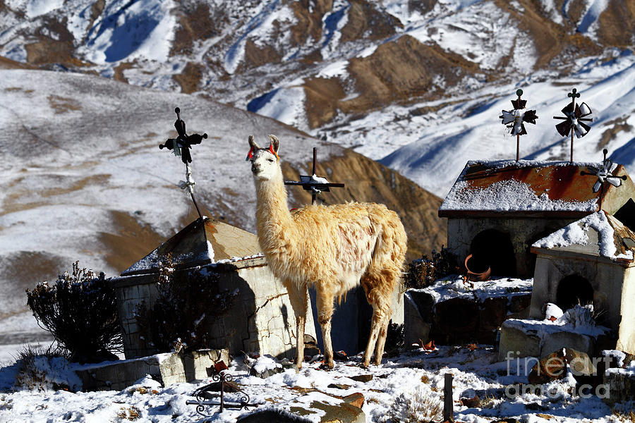 White llama in Milluni cemetery Bolivia Photograph by James Brunker