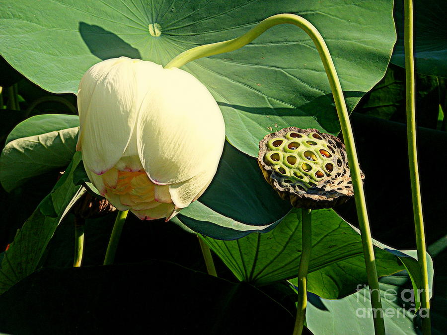    White Lotus and Seedpod Photograph by Nancy Kane Chapman