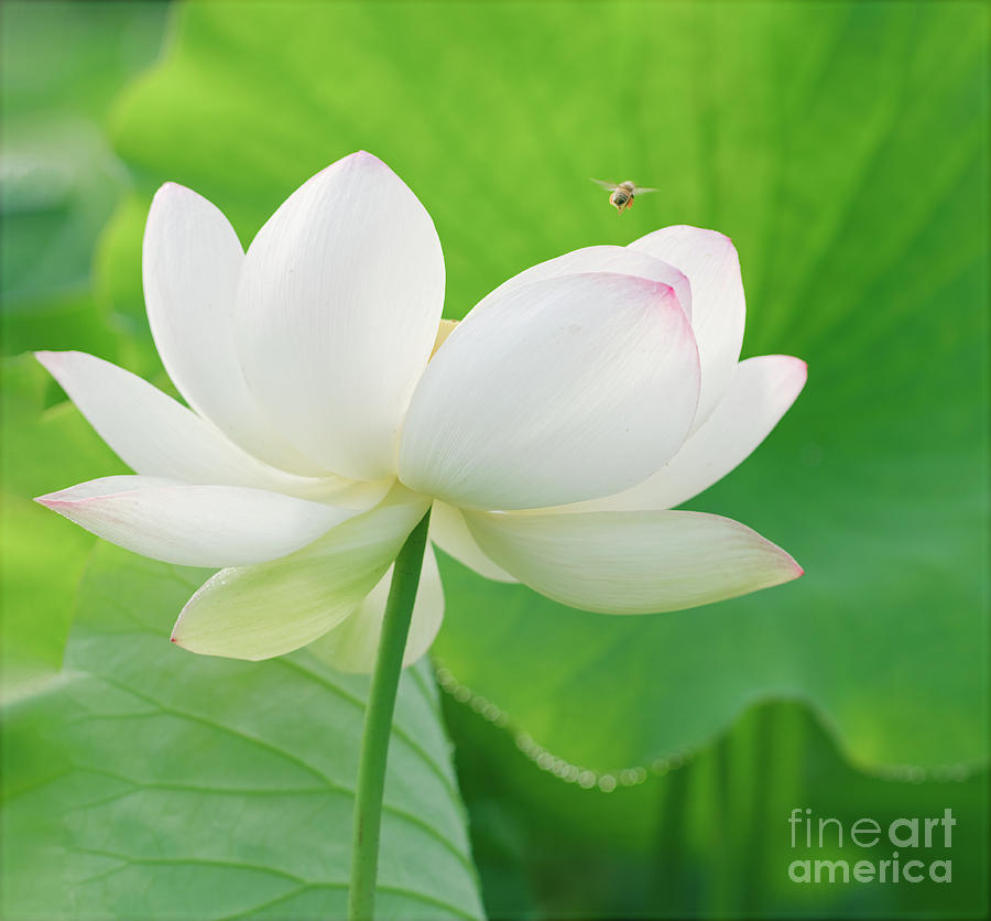 White Lotus Photograph