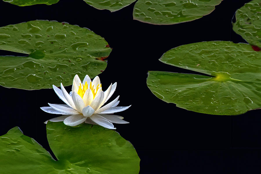 White Lotus Blossom Photograph by Jim Dollar
