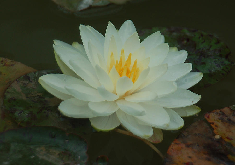 White Lotus Blossom Photograph by Suzanne Gaff