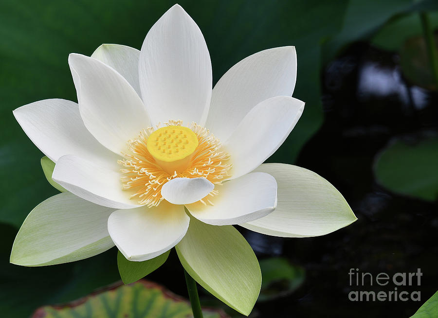 White Lotus Photograph by Diana Mary Sharpton