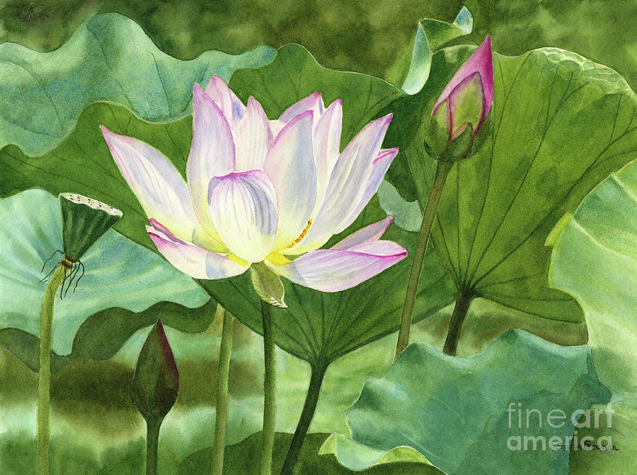 White Lotus Flower with Lily Pads Painting by Sharon Freeman
