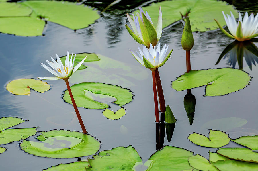 White Lotus Flowers in a Pond Photograph by Cate Franklyn