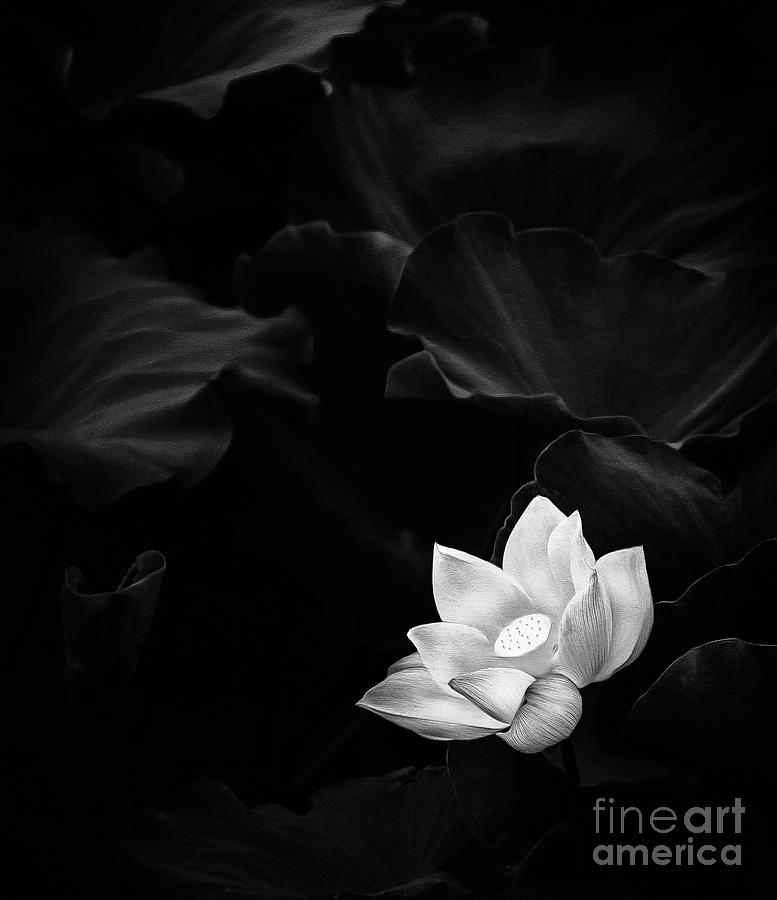 Black And White Drawing - White Lotus illustration by Jacky Gerritsen