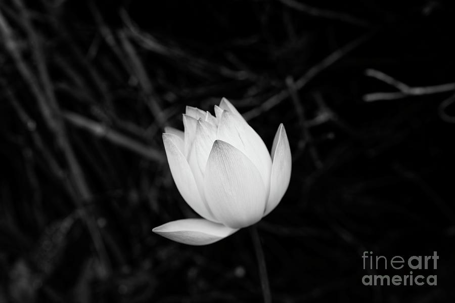 White Lotus in Black and White Photograph by Dean Harte Fine Art America