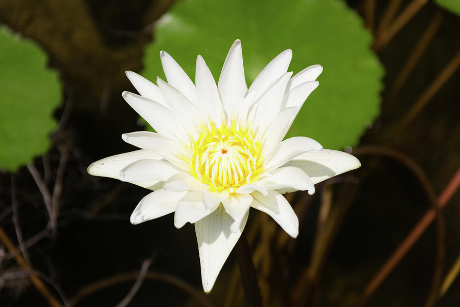 White Lotus Photograph by Josu Ozkaritz