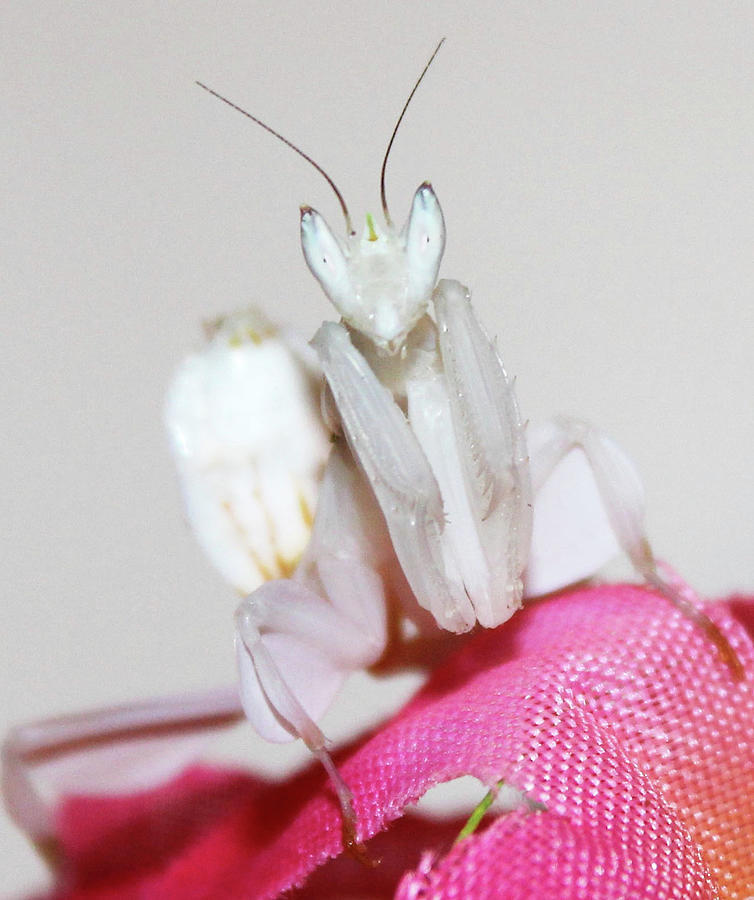 White Lotus Mantis Photograph by Sierra Brooks - Pixels