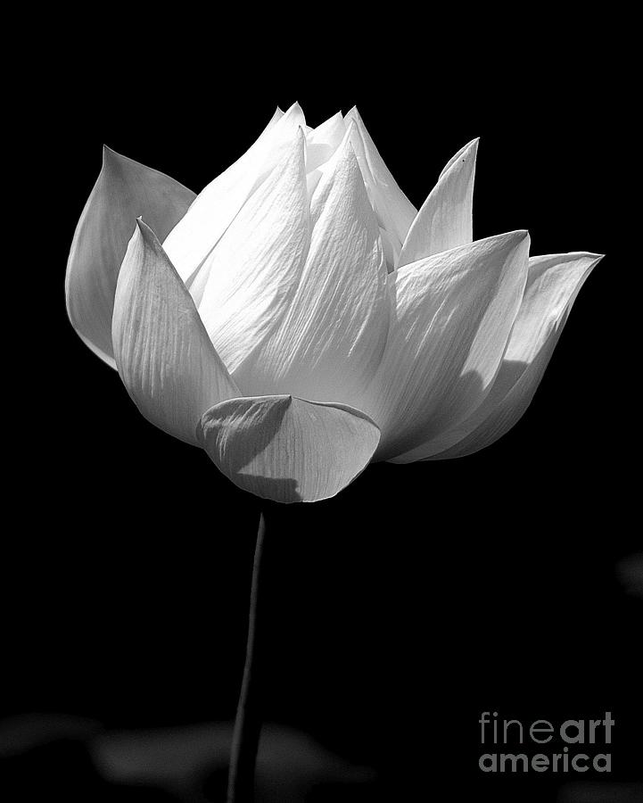 White Lotus Photograph by Mark Gilman