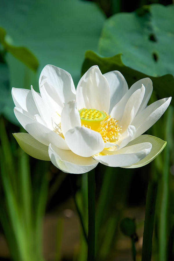 White Lotus Photograph by Photograph by Paul Atkinson