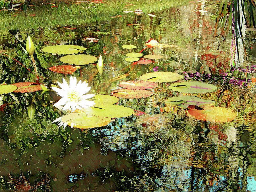 White Lotus Pond Mixed Media