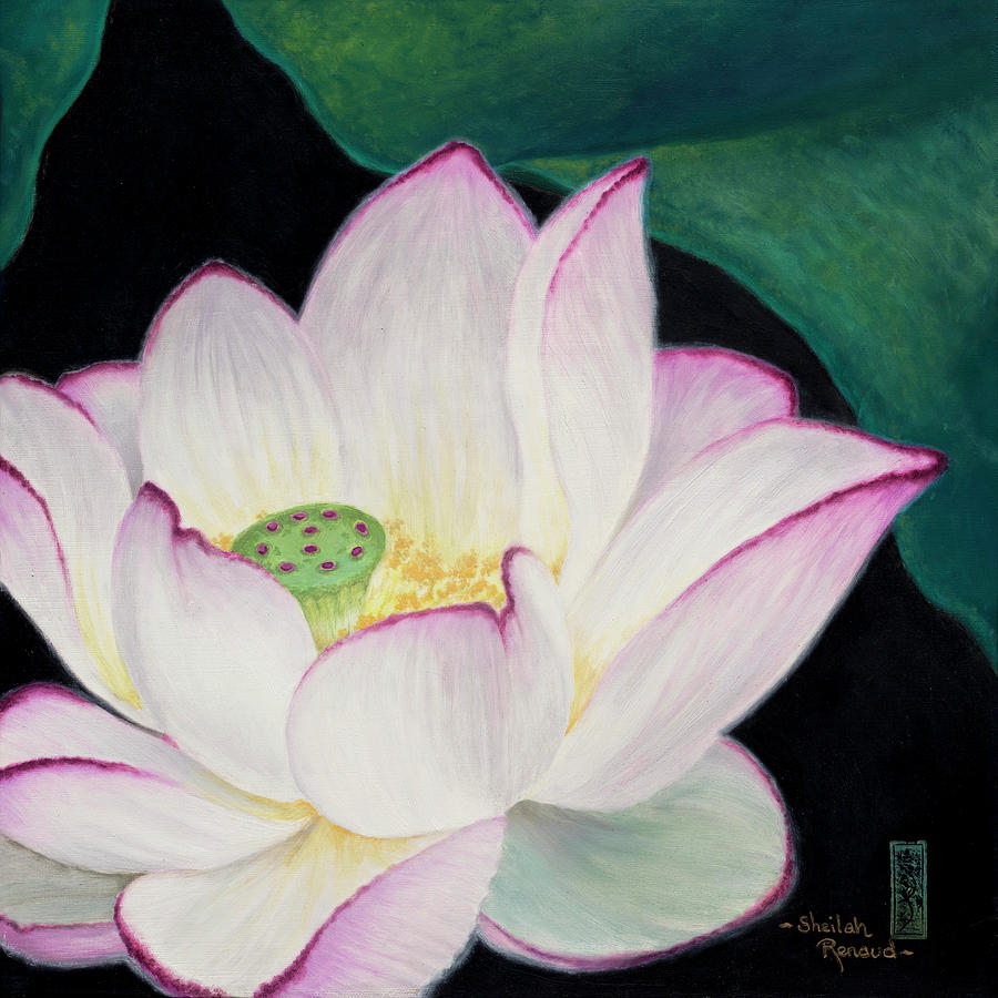 White Lotus Painting by Sheilah Renaud